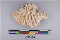 藏品(珊瑚化石)的圖片